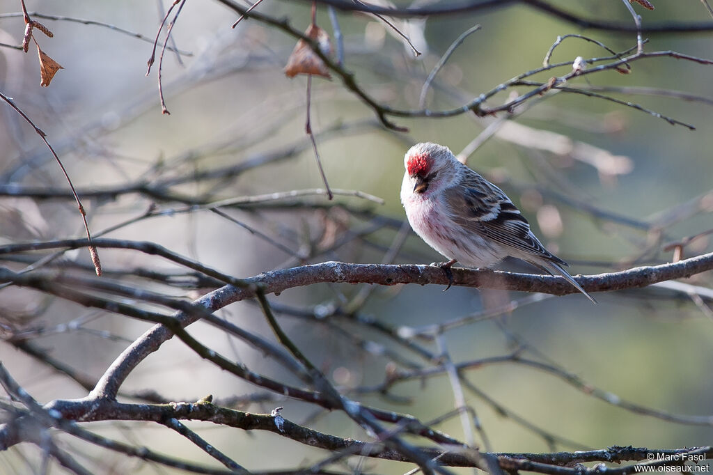 Arctic Redpoll male adult, identification