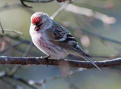 Arctic Redpoll