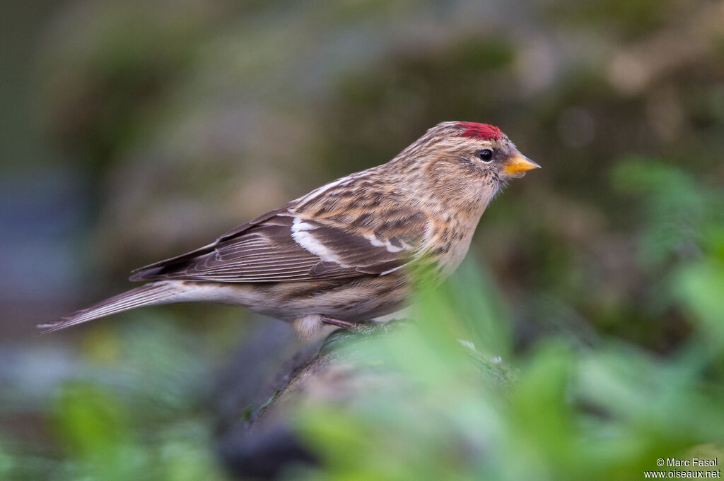 Lesser Redpolladult, identification