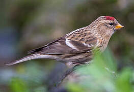 Lesser Redpoll