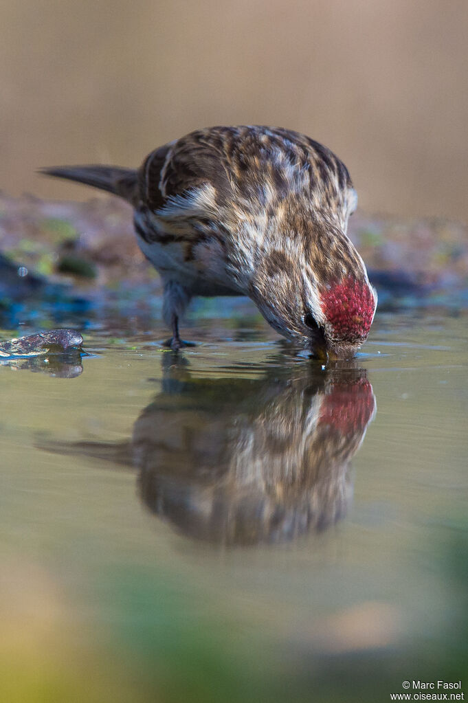 Lesser Redpolladult, identification, drinks