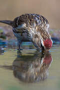 Lesser Redpoll