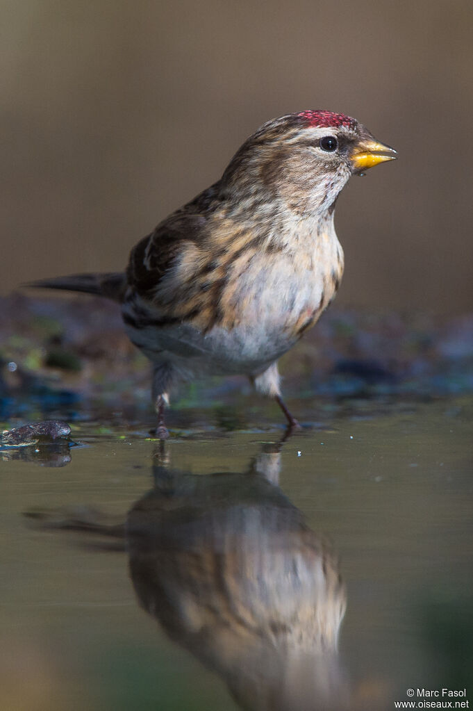 Lesser Redpolladult, identification