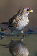 Lesser Redpoll