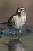 Lesser Redpoll