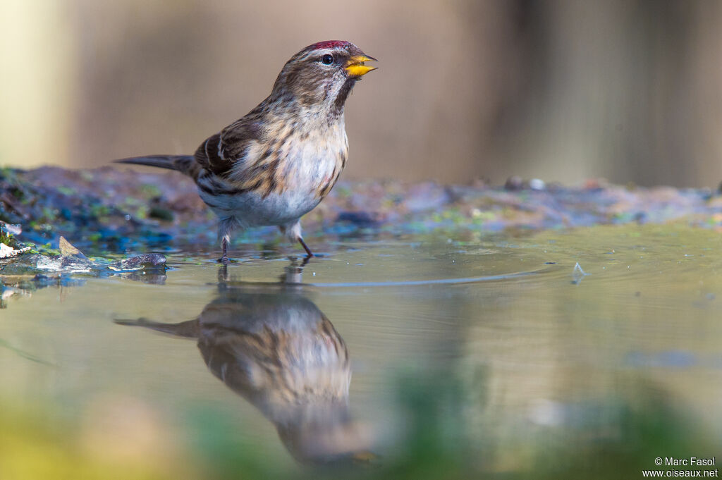 Lesser Redpolladult, identification