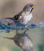 Lesser Redpoll