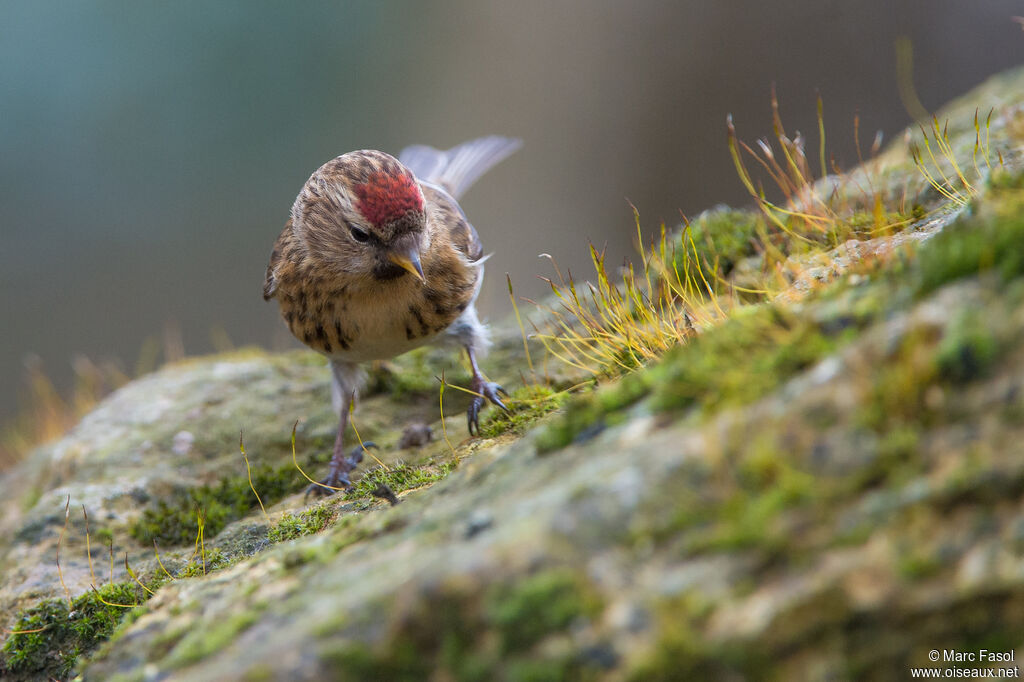 Lesser Redpoll, identification