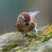 Lesser Redpoll