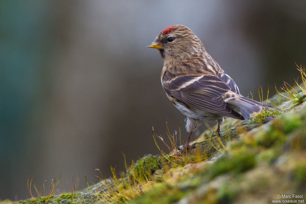 Lesser Redpoll female, identification