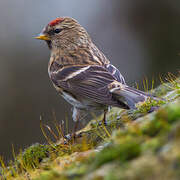 Lesser Redpoll