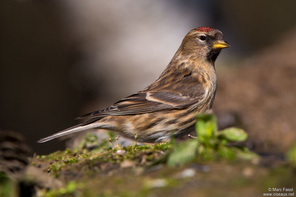 Lesser Redpoll male subadult