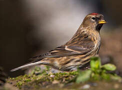 Lesser Redpoll