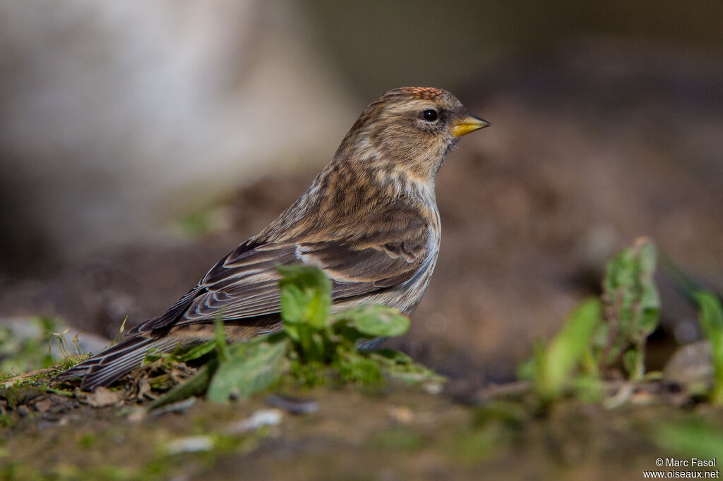 Lesser Redpollsubadult