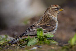 Lesser Redpoll