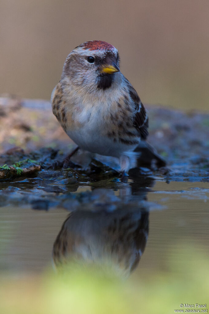 Lesser Redpoll