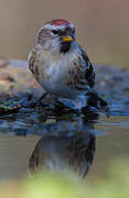 Lesser Redpoll