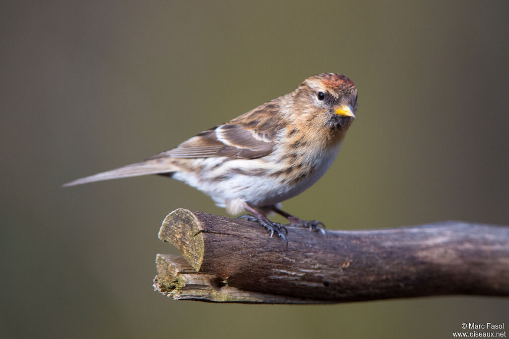 Lesser Redpoll female adult