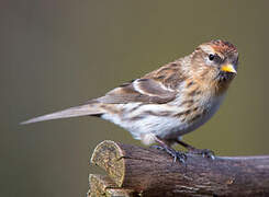 Lesser Redpoll