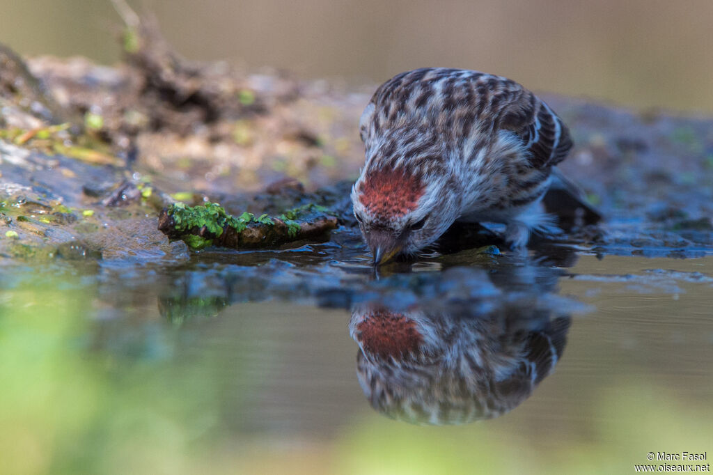 Lesser Redpoll