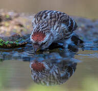 Lesser Redpoll