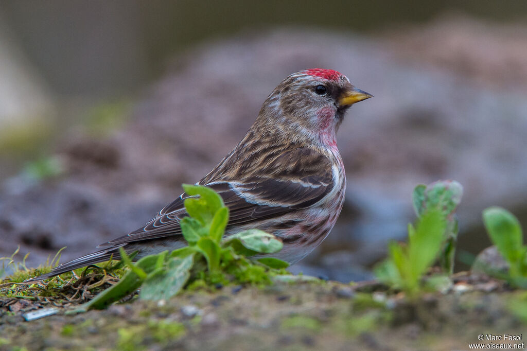 Lesser Redpoll male adult breeding, identification