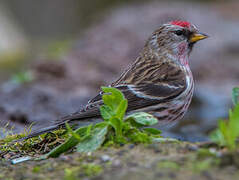 Lesser Redpoll