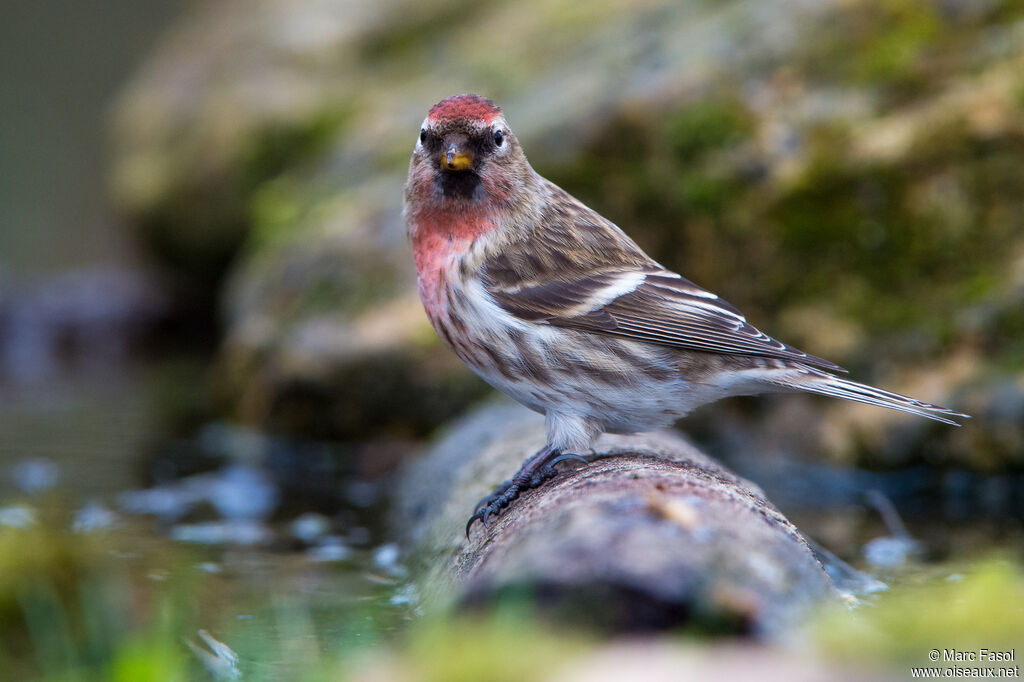 Lesser Redpoll male adult, identification