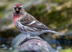 Lesser Redpoll