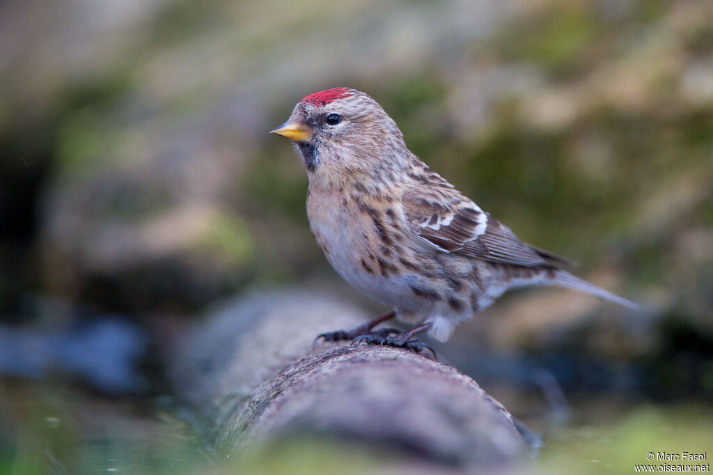 Lesser Redpoll female adult post breeding, identification