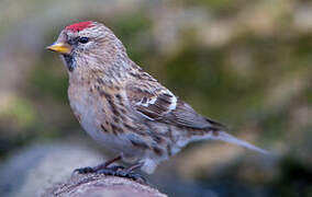 Lesser Redpoll