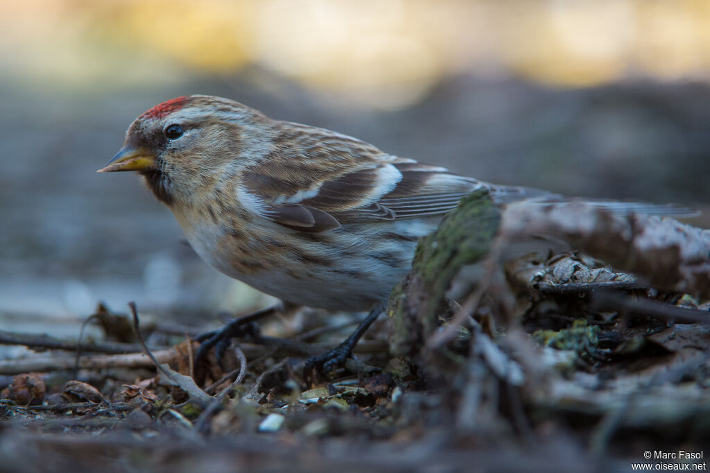 Lesser Redpoll female immature, identification