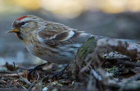 Lesser Redpoll