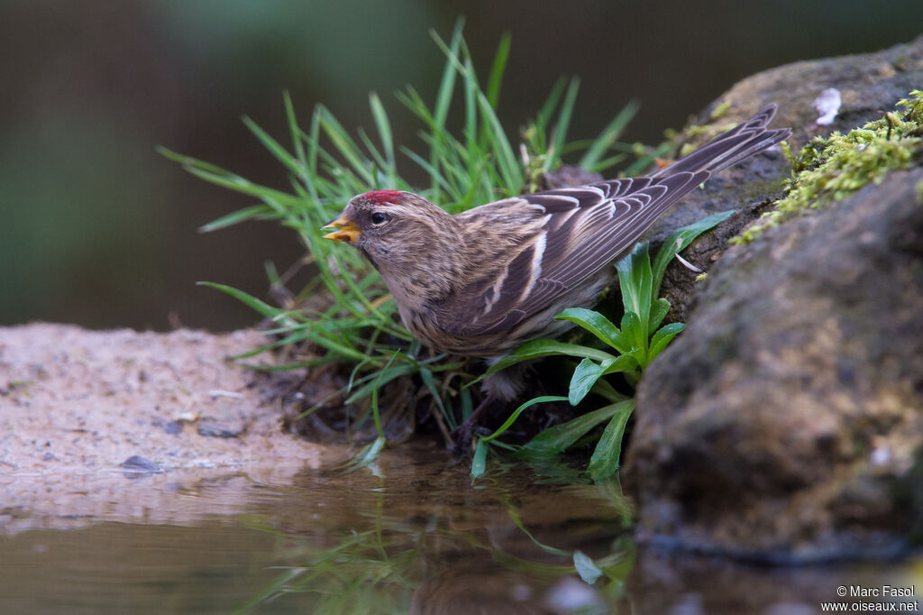 Lesser Redpoll female adult, identification, drinks