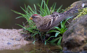 Lesser Redpoll