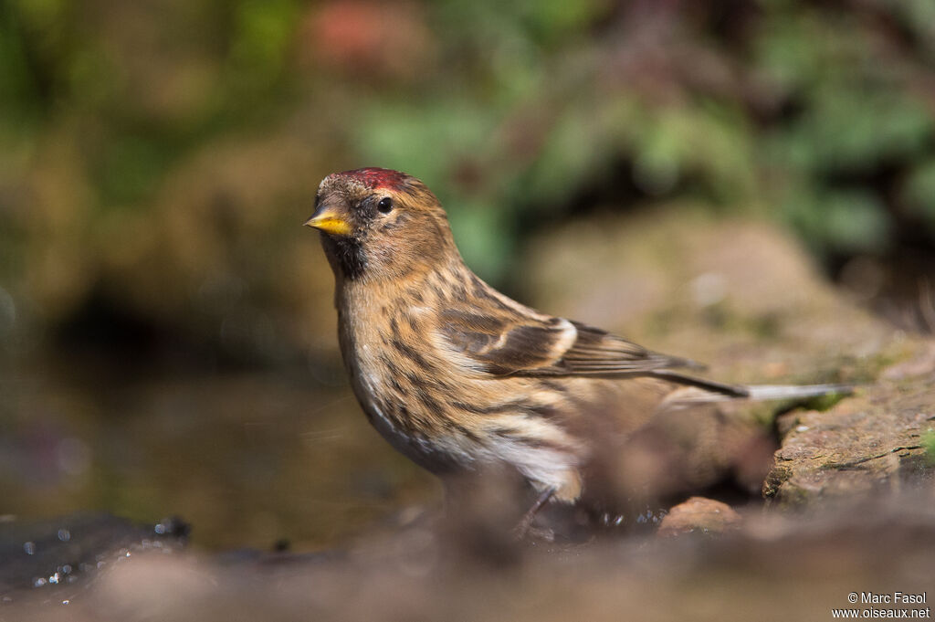 Lesser Redpoll female adult, identification