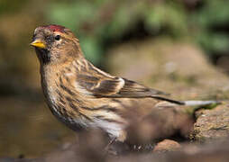 Lesser Redpoll