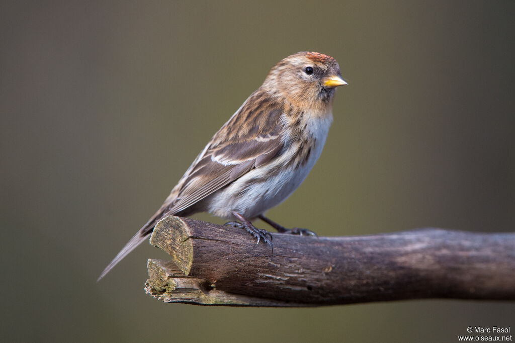 Lesser Redpoll female adult, identification