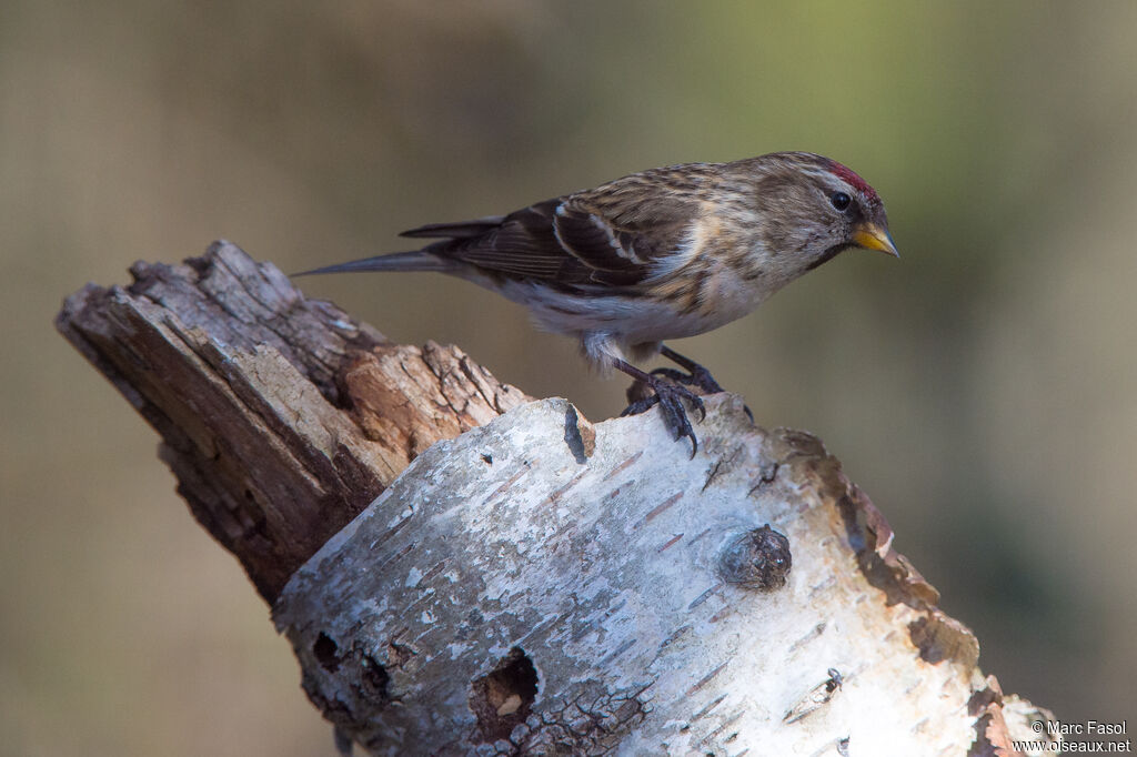 Lesser Redpolladult, identification