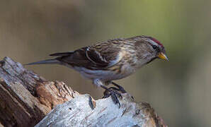 Lesser Redpoll