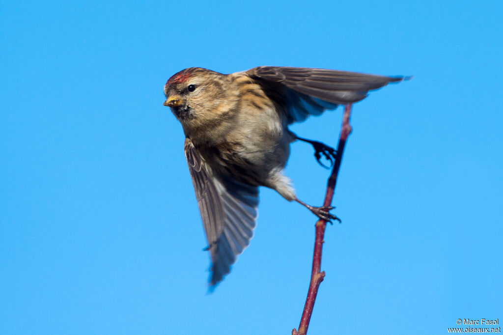 Lesser Redpoll female adult, Flight