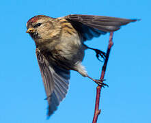 Lesser Redpoll