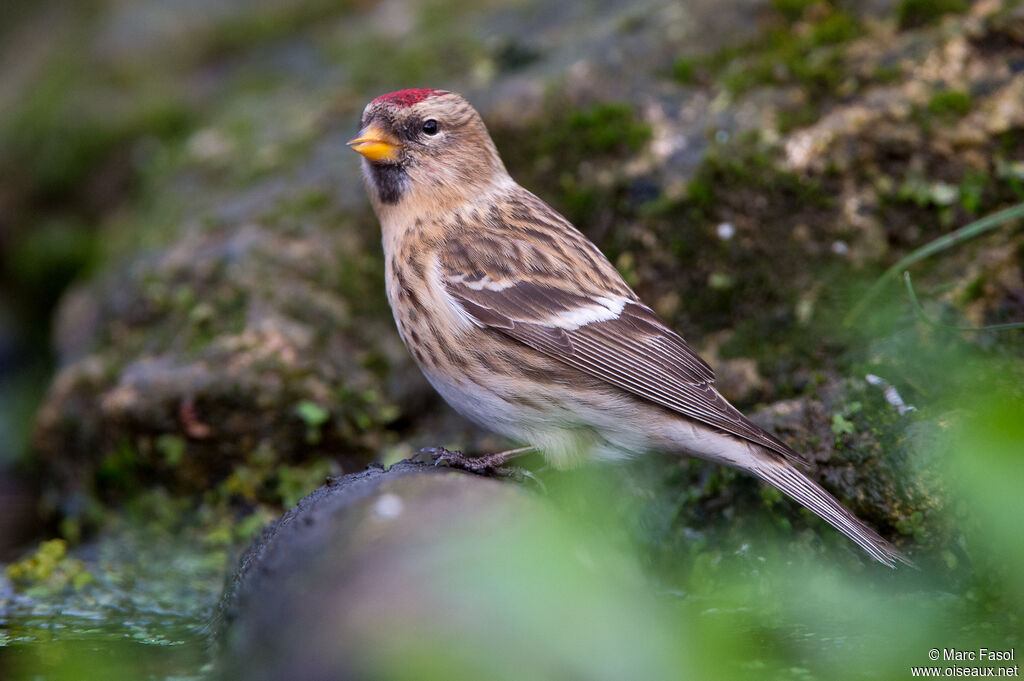 Lesser Redpolladult, identification