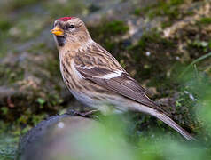 Lesser Redpoll