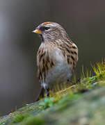 Lesser Redpoll