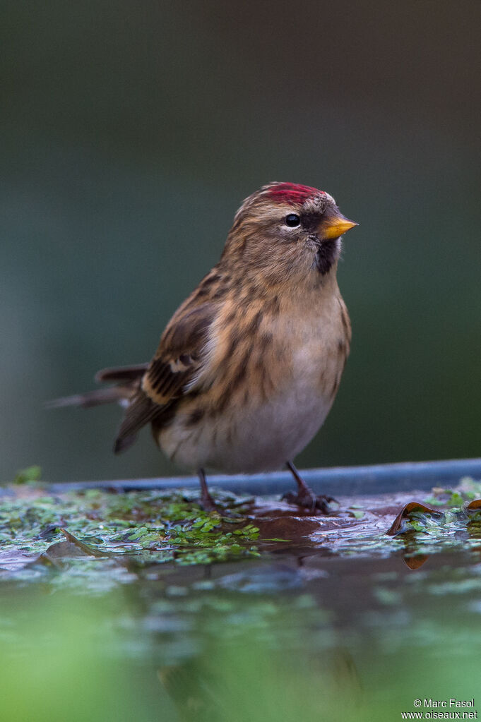 Lesser Redpoll female adult, identification, drinks