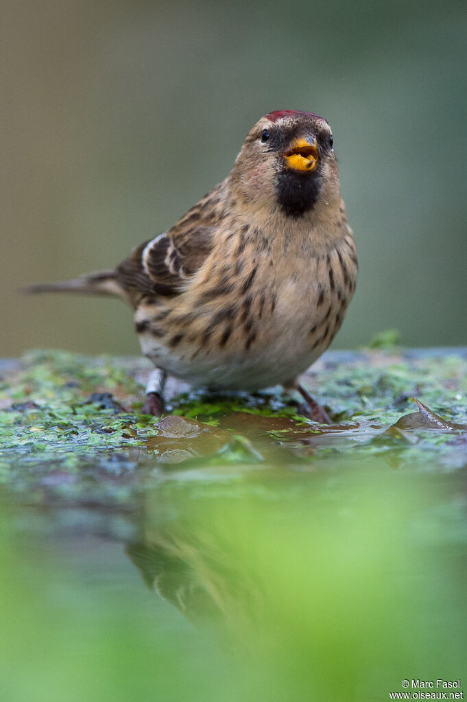 Lesser Redpoll female adult, identification, drinks