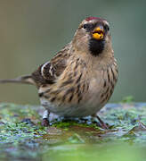 Lesser Redpoll