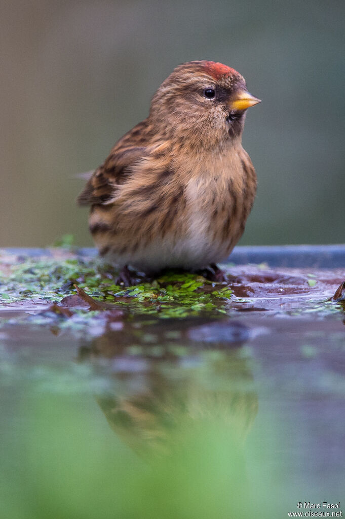 Lesser Redpoll female adult, identification