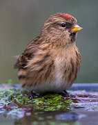 Lesser Redpoll